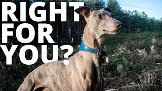 Are Whippet Dogs a Good Choice For Busy People?
