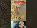snake video #wildlife#kingcobra #snakerescue #snake #viral #animal #wildlife