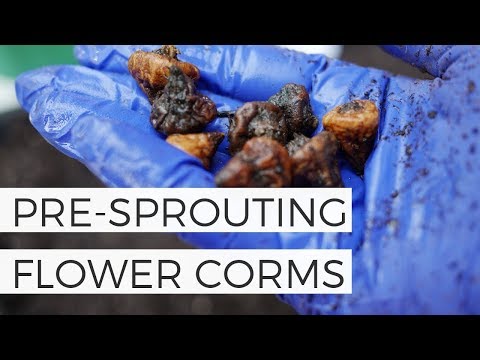Planting and Pre Sprouting Ranunculus and Anemone Corms in Fall - Cut Flower Garden
