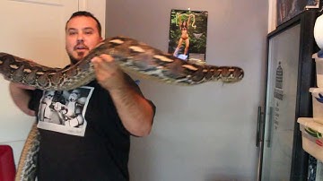 Pure Sulawesi Reticulated Python