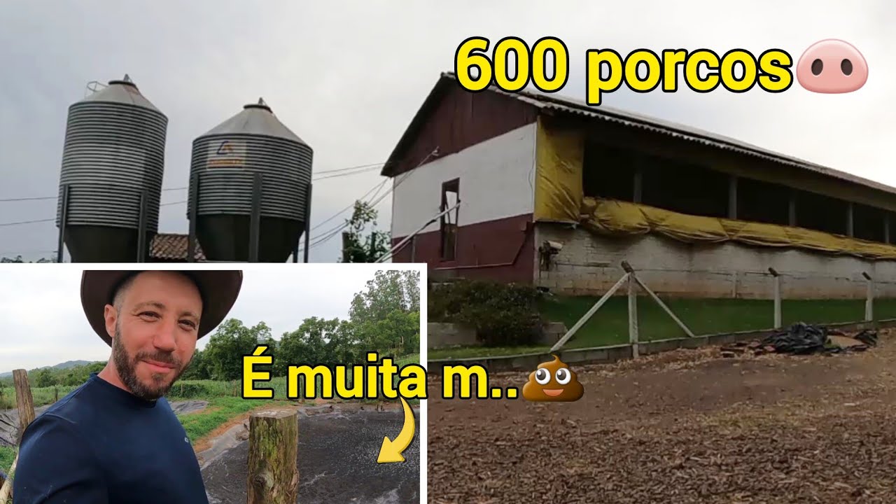 PROPRIEDADE DA FAMÍLIA SCHWENDLER PRT2/ANTIGUIDADES CURIOSIDADES E A CRIAÇÃO DE PORCOS