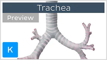 Cosa prendere per sfiammare la trachea?