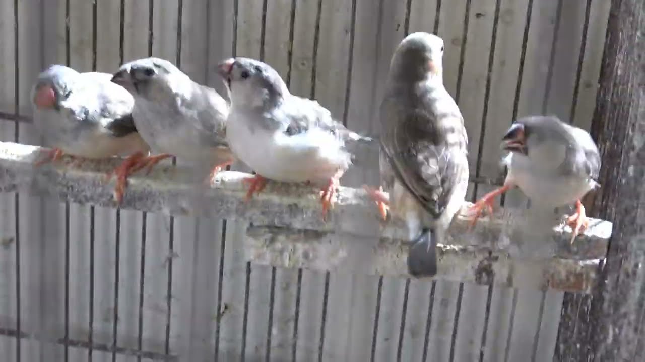 Dove New Mutation Crusted Dove and Finch Mutation Setup Visit in Urdu/Hindi.