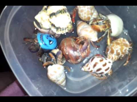 How to bath your hermit crabs
