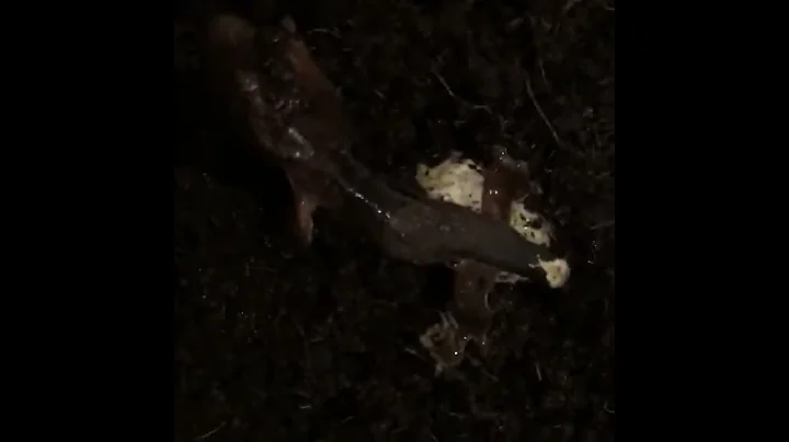 Crested Gecko Hatching