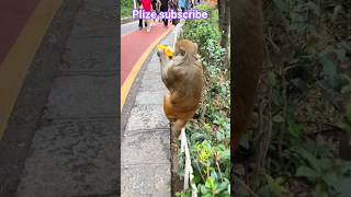Intelligent ape unwraps a straw and drinks juice