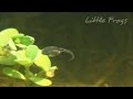 NEW: Little Frogs - 10m of relaxing wildlife, made just for fun. -1080p is best