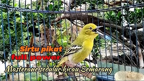 suara pikat cipoh gacor full Emosi efektif mancing bunyi Sirtu macet#cipohgacor @srfchannel3881