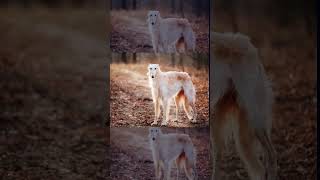 These Russian dogs are fastest runners and have a majestic presence