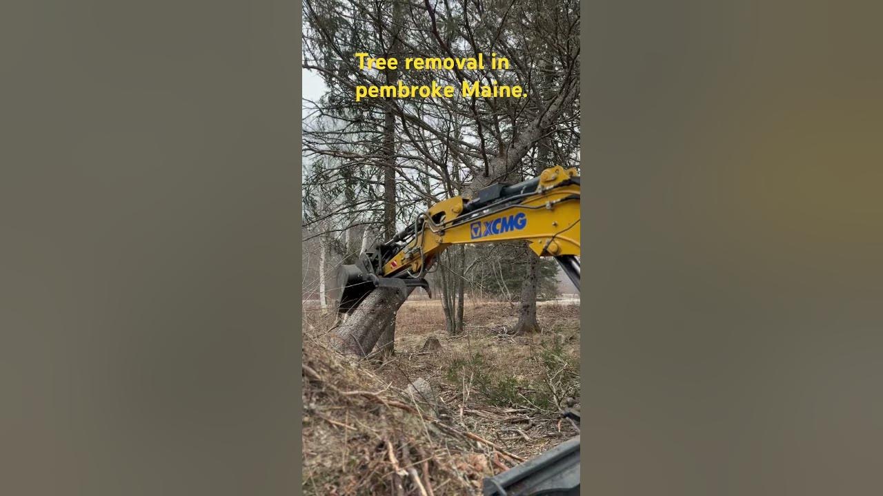 Tree removal in pembroke maine treecare tree treeremoval chainsaw