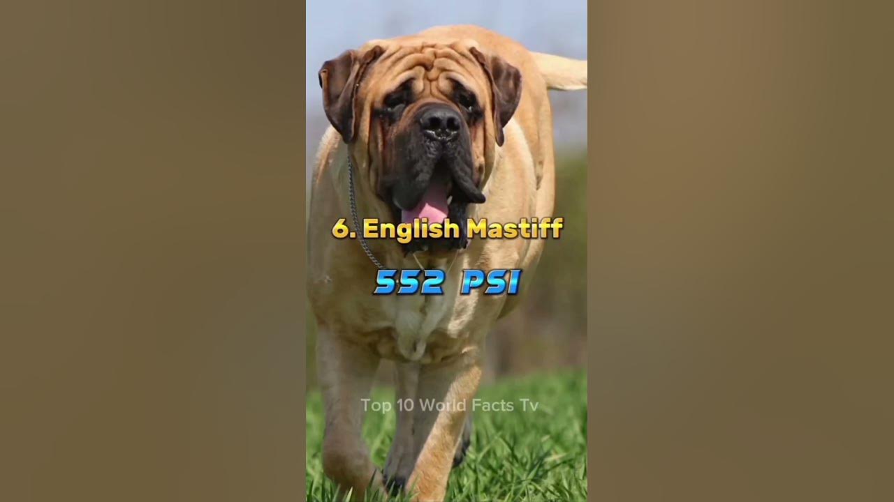 Top 10 Dogs With Highest Bite Force animal youtubeshorts fact animal top-10-dogs-with-highest-bite-force-animal-youtubeshorts-fact-animal
