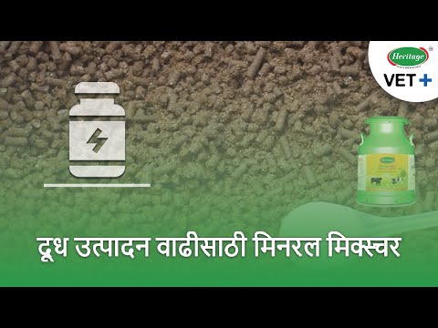 Mineral Mixture | क्षार मिश्रणाचे महत्व | Increased milk production (Marathi - मराठी)