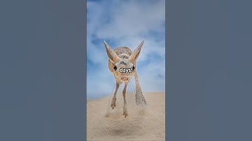 This Bouncing Desert Mouse Is Not What You Think! 🐭🔥 #Jerboa #CrazyFacts #WeirdAnimals #Shorts