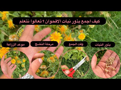 كيف اجمع بذور نبات الاقحوان تعالوا نتعلم