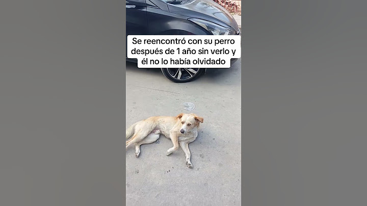 dog reunited with owner in heartwarming story #shorts
