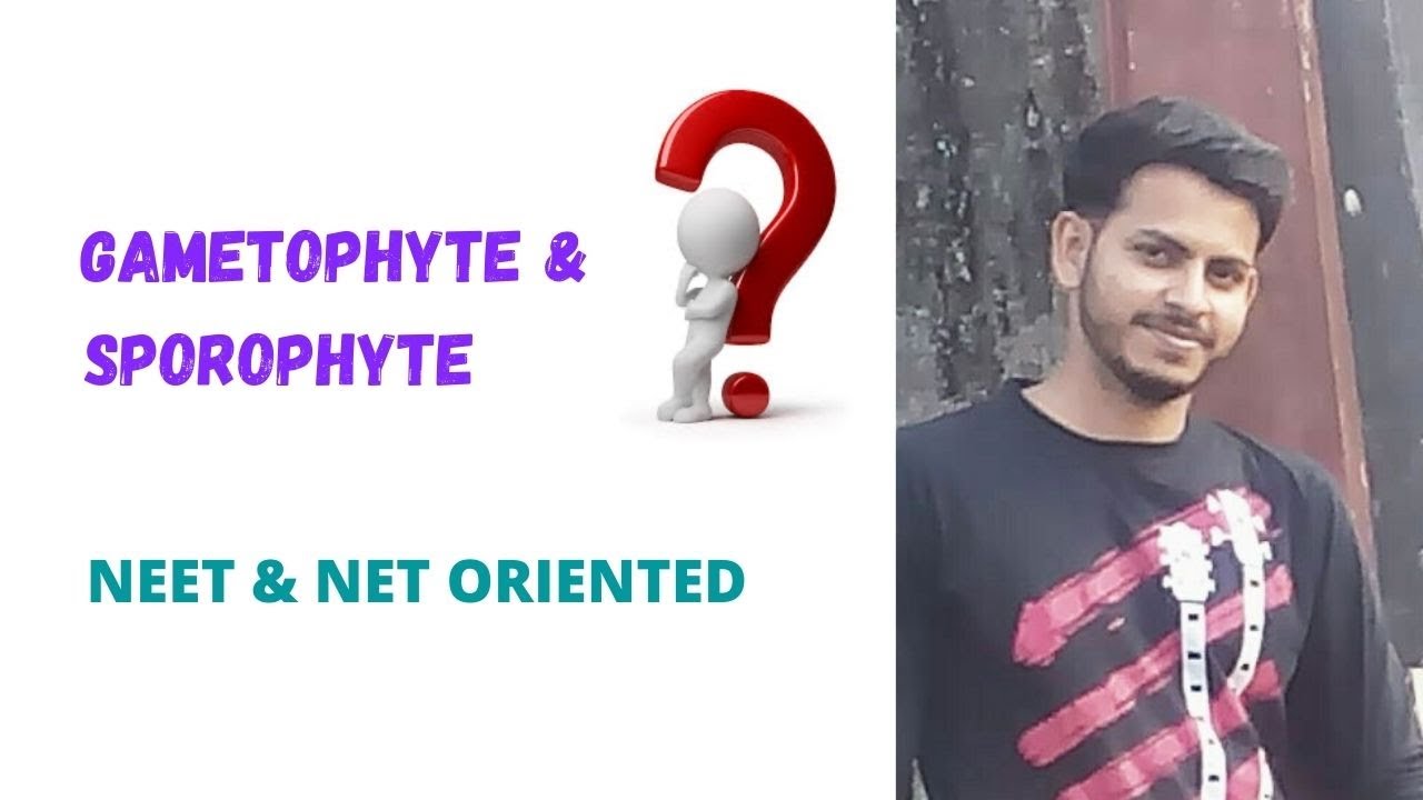 What is the difference between gametophyte and sporophyte? // NEET and