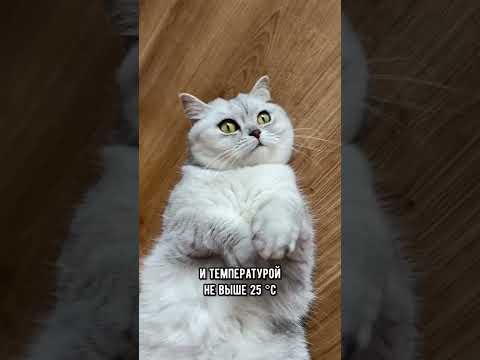 Как помочь коту пережить жару #кот #кошка #shorts