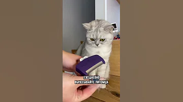 Как помочь коту пережить жару #кот #кошка #shorts