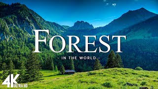 Forest 4K • Nature Relaxation Film • Peaceful Relaxing Music • 4k Video UltraHD