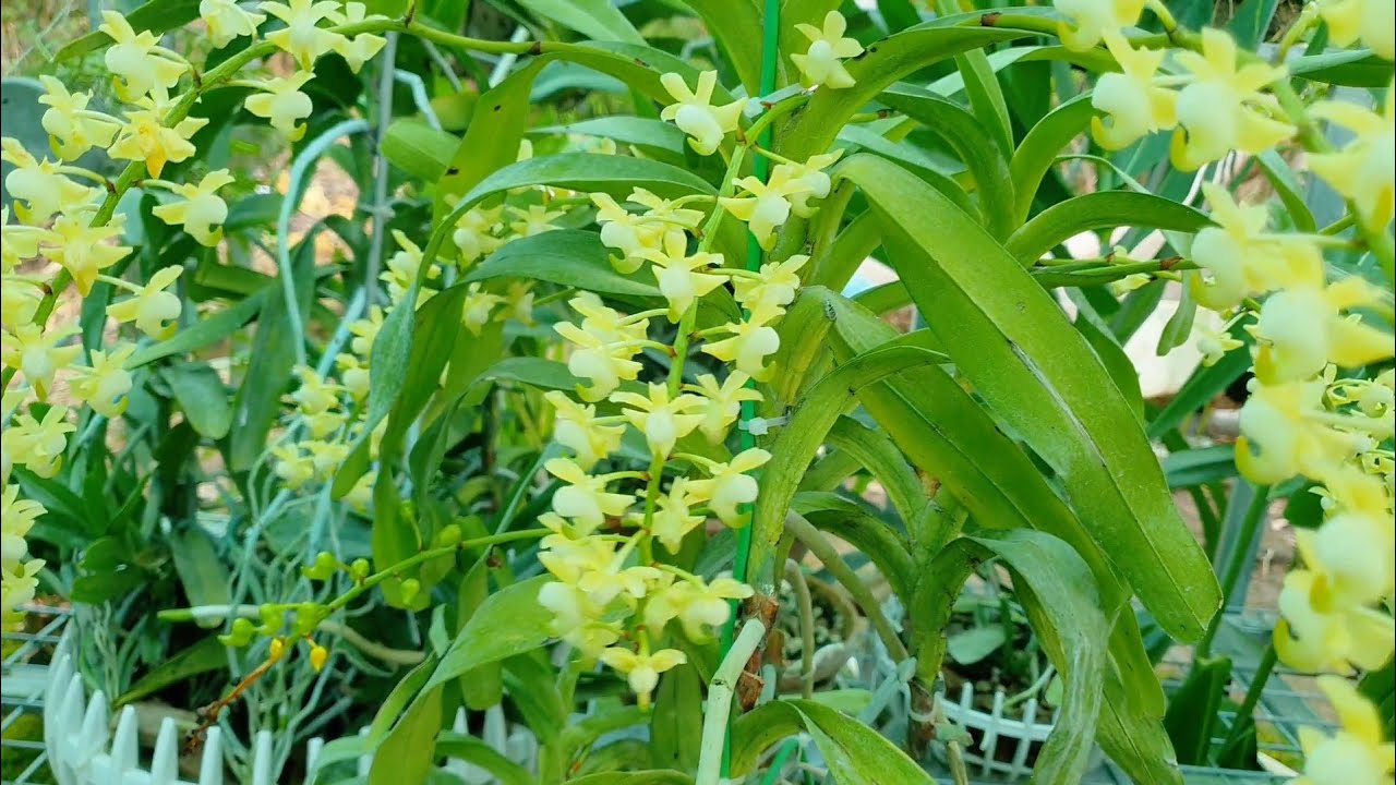 Ngắm hoa tháng 9 và chuẩn bị làm hoa tết 2025 | phong lan rừng pv