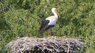 White stork with 2 chicks ll / Weißstorch mit 2 Jungen ll