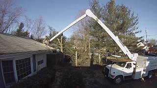 Pine tree removal in Manasquan N.J.