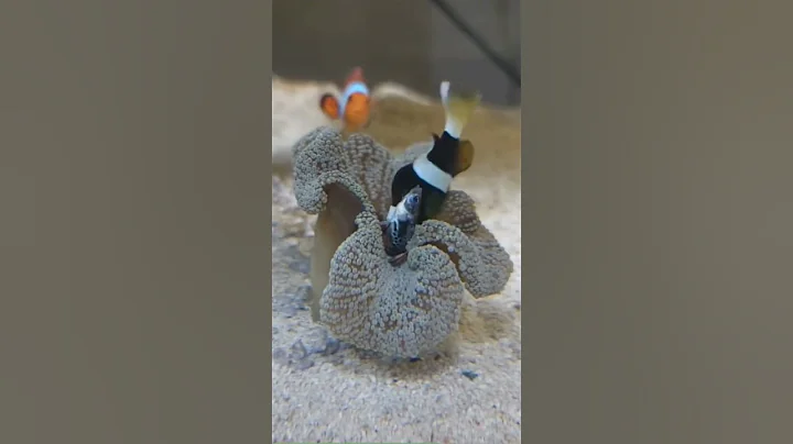 Clownfish is feeding his anemone - DayDayNews