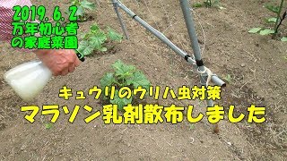 ウリハ虫対策 キュウリにマラソン乳剤散布しました