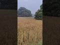 aap Kam kya karte ho #villagelife #villagefield #meragaon