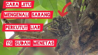 Cara Jitu Mengenali Sarang Perkutut Liar Yg Menetas Tanpa Panjat Pohonnya