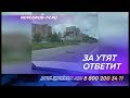 Наезд на утят в Великом Новгороде привел к расследованию дорожной полиции