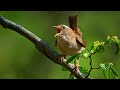 Suara burung – Gelatik Eurasia (Troglodytes troglodytes)
