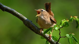Suara burung – Gelatik Eurasia (Troglodytes troglodytes)