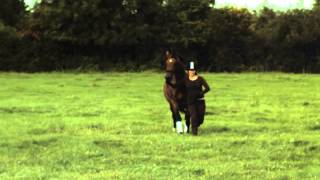Horse Trot 06 000