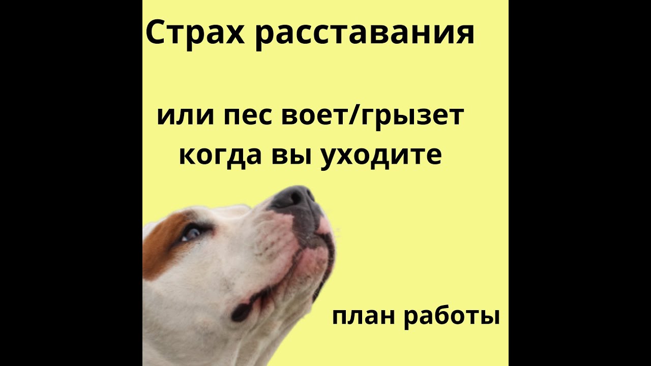 боится оставться дома сама воет когда ухродите треворга при разлуке ...