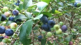 How to grow lots of blueberries, from a few plants.Tricks, tips. Link to buy plant.