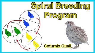 Spiral Breeding Program for Coturnix Quail