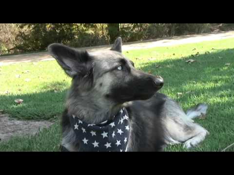 blue eyed german shepherd husky hybrid youtube
