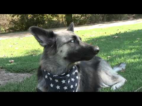 german shepherd husky mix blue eyes