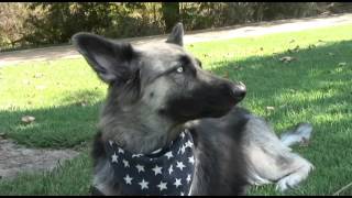 Blue Eyed German Shepherd Husky Hybrid