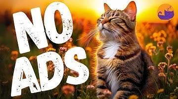 EXTRA-SOOTHING Cat Music - 15 hours of Feline Audio Therapy for Deep Relief 💤🐱