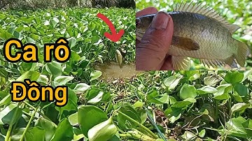 Đi câu cá rô đồng một điểm mới kênh lục Bình: cuộc sống cô đơn #fishing