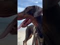 What name would you give me? #dog #doberman #dogshorts #funnydog #pets #cutedog #puppy #beach