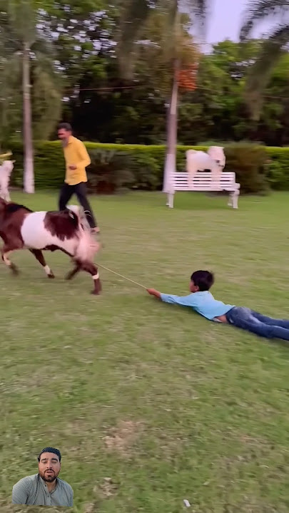 Mandi Mein Jaunga aur Bakra launga🎇🐏❤#allah #viral #youtubeshorts #shortvideo