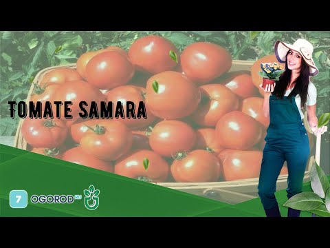Vidéo: Tomate 