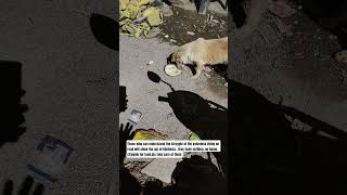 #kindness #humanity #support #care #streetdog #shorts #viral #video #story