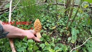 Morel Mushroom Foraging