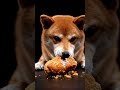 Shiba Inu Crunches Fried Chicken 🍗🐕 Crispy ASMR