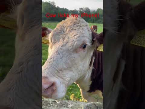 Nature On Your Doorstep Cow Licks My iPhone!
