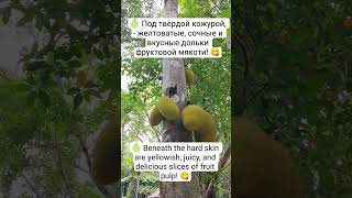 Экзотический Фрукт 🍈 Exotic Fruit #экзотика #фрукты #факты #тайланд #exotic #fruit #facts #thailand